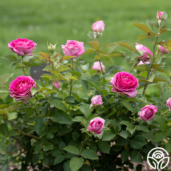 Raspberry Cupcake Hybrid Tea Rose | Fragrant Rose Plant Heirloom Raspberry Cupcake Hybrid Tea Rose | Fragrant Rose Plant Heirloom
