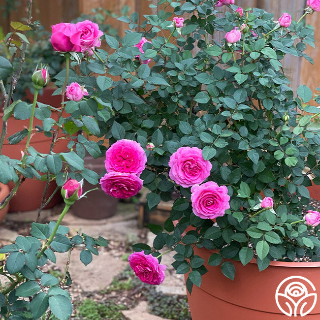Raspberry Cupcake Hybrid Tea Rose | Fragrant Rose Plant Heirloom Raspberry Cupcake Hybrid Tea Rose | Fragrant Rose Plant Heirloom