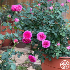 Raspberry Cupcake Hybrid Tea Rose | Fragrant Rose Plant – Heirloom