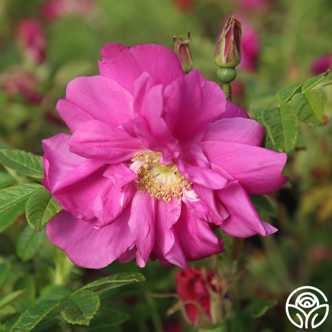 Raspberry Rugostar® | Pink Rugosa Rose Bush – Heirloom Roses