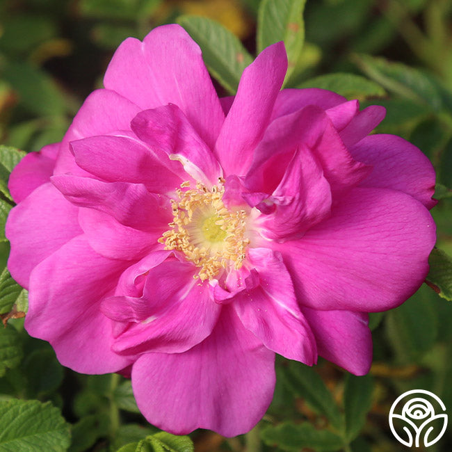 Raspberry Rugostar® – Heirloom Roses
