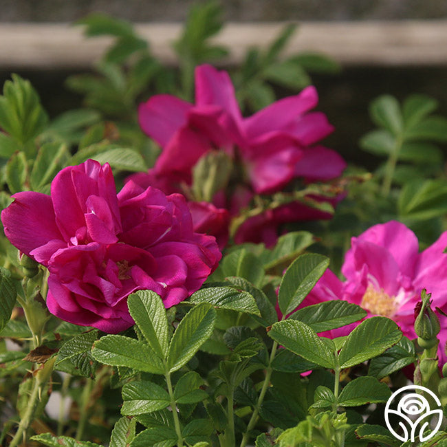 Raspberry Rugostar® | Pink Rugosa Rose Bush – Heirloom