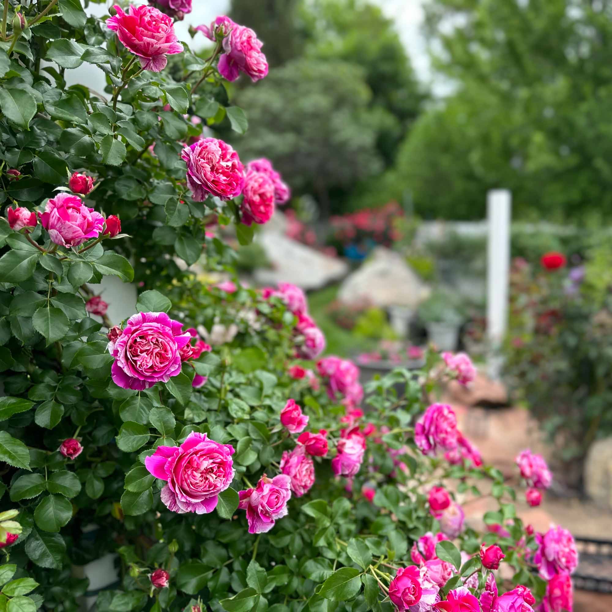Raspberry Cream Twirl Climbing Rose | Thornless Rose Plant – Heirloom