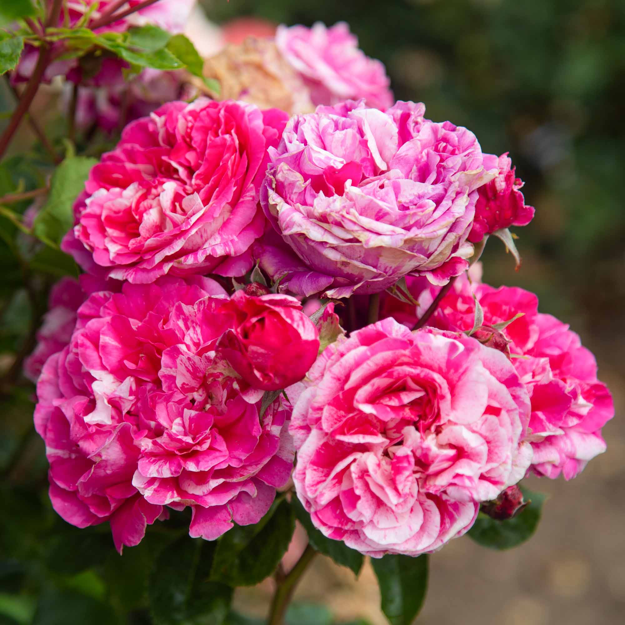 ロラライハリス❤️rose Raspberry Cream Twirl Climbing Rose | Thornless Rose Plant – Heirloom