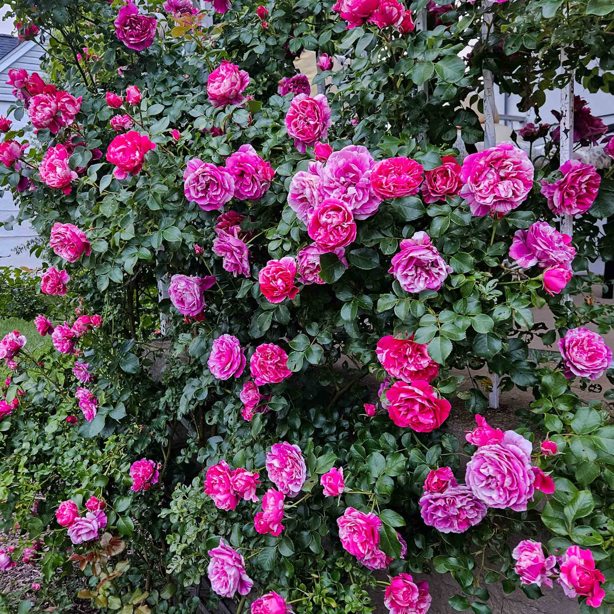 Raspberry Cream Twirl Climbing Rose | Thornless Rose Plant – Heirloom