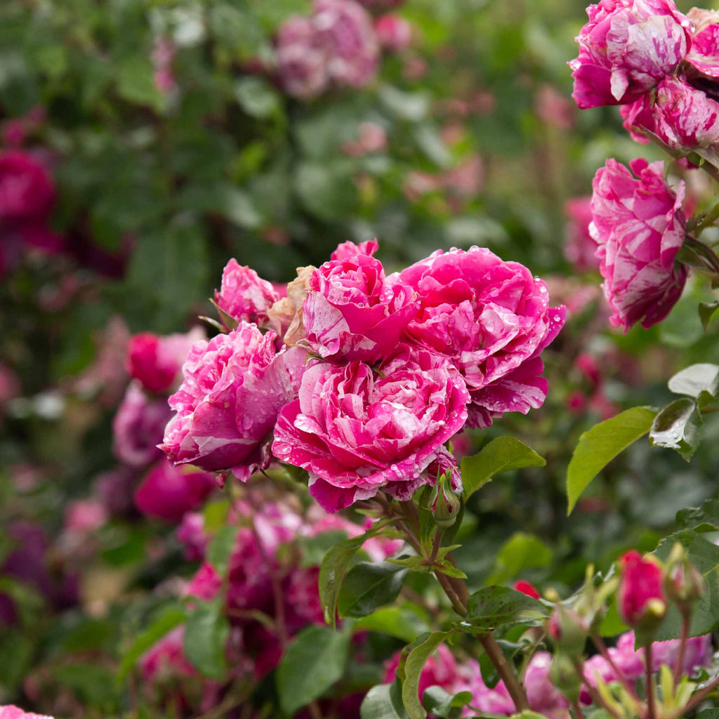 Rose Raspberry Cream Raspberry Cream Twirl Climbing Rose | Thornless Rose Plant – Heirloom