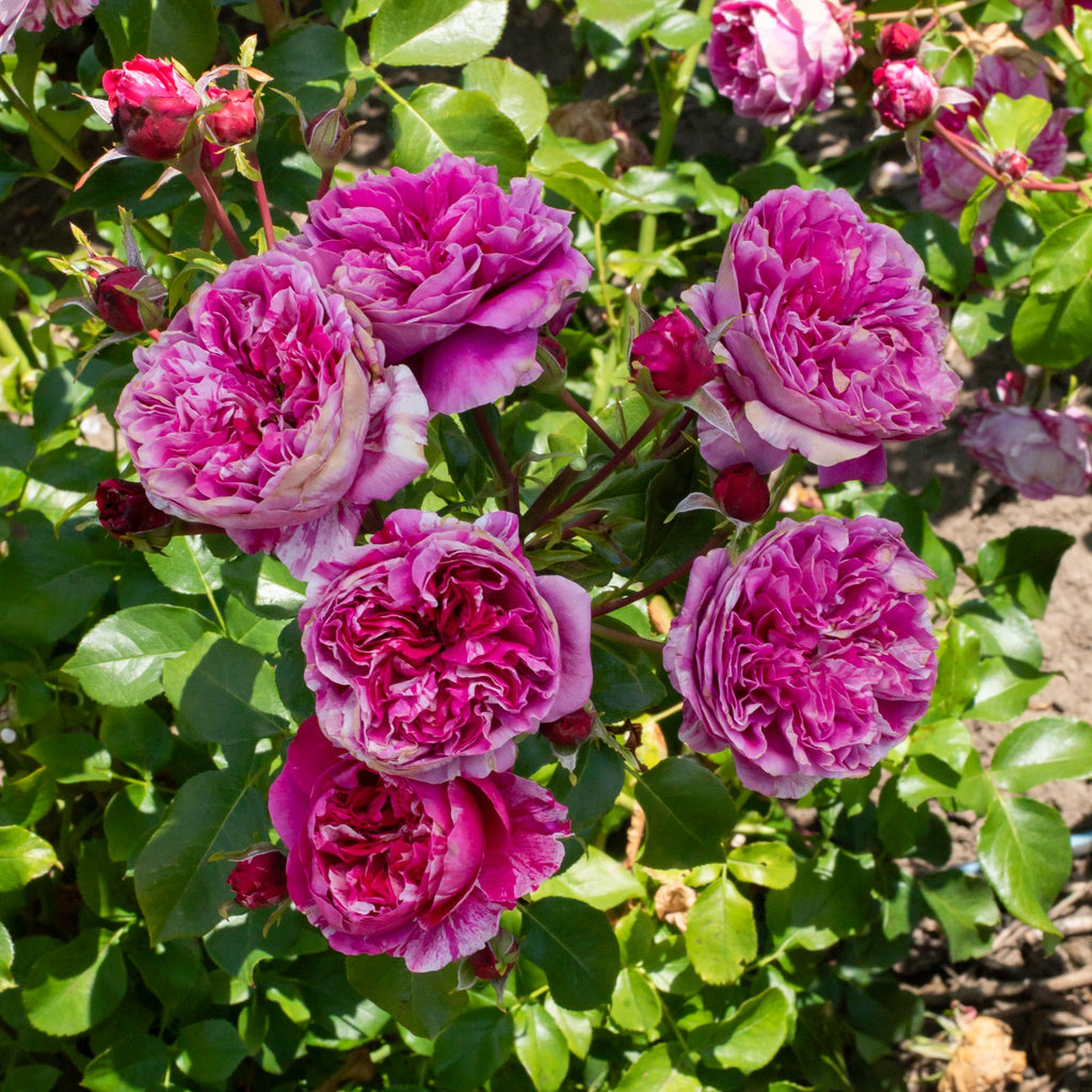 Rose Raspberry Cream Raspberry Cream Twirl Climbing Rose | Thornless Rose Plant – Heirloom
