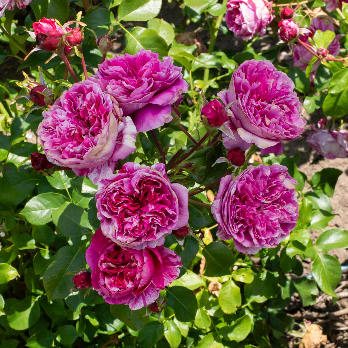 Raspberry Cream Twirl Climbing Rose | Thornless Rose Plant – Heirloom