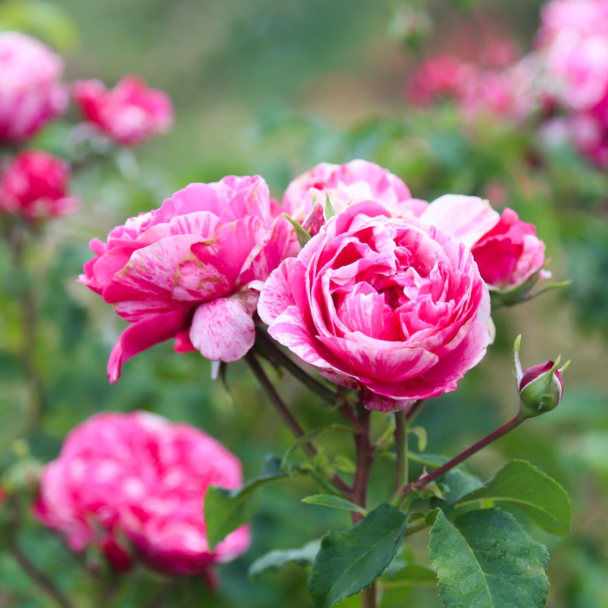 Raspberry Cream Twirl Climbing Rose | Thornless Rose Plant – Heirloom