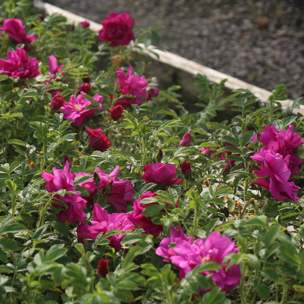Raspberry Rugostar®