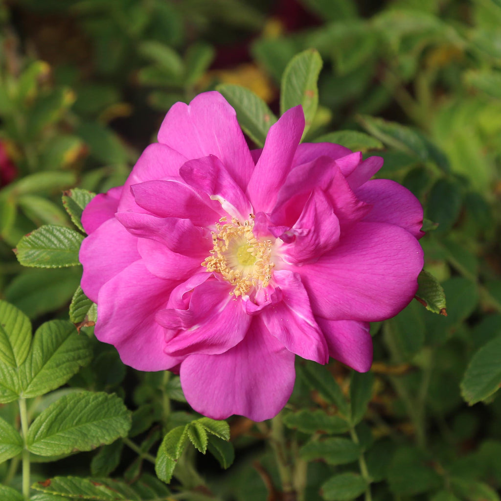 Raspberry Rugostar®
