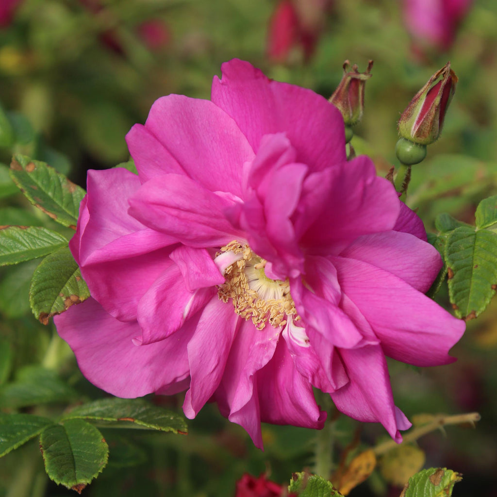 Raspberry Rugostar®