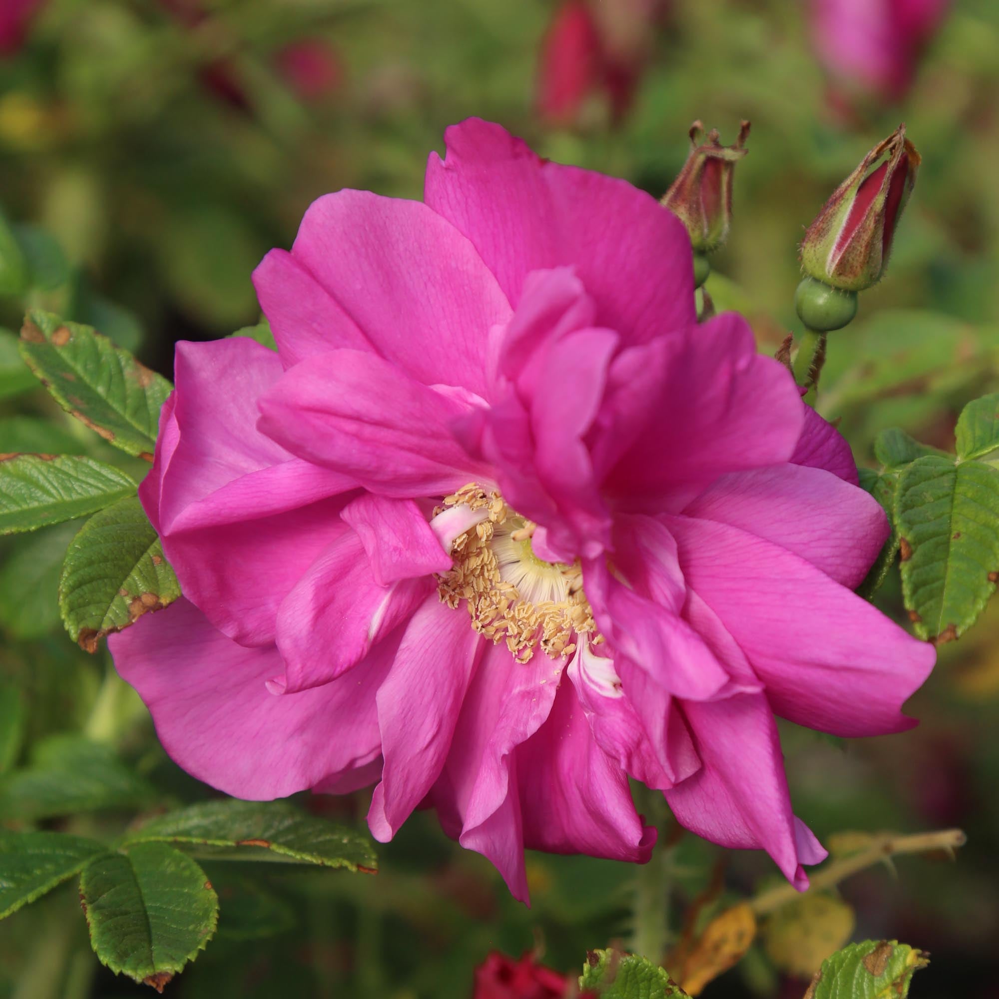 Raspberry Rugostar®