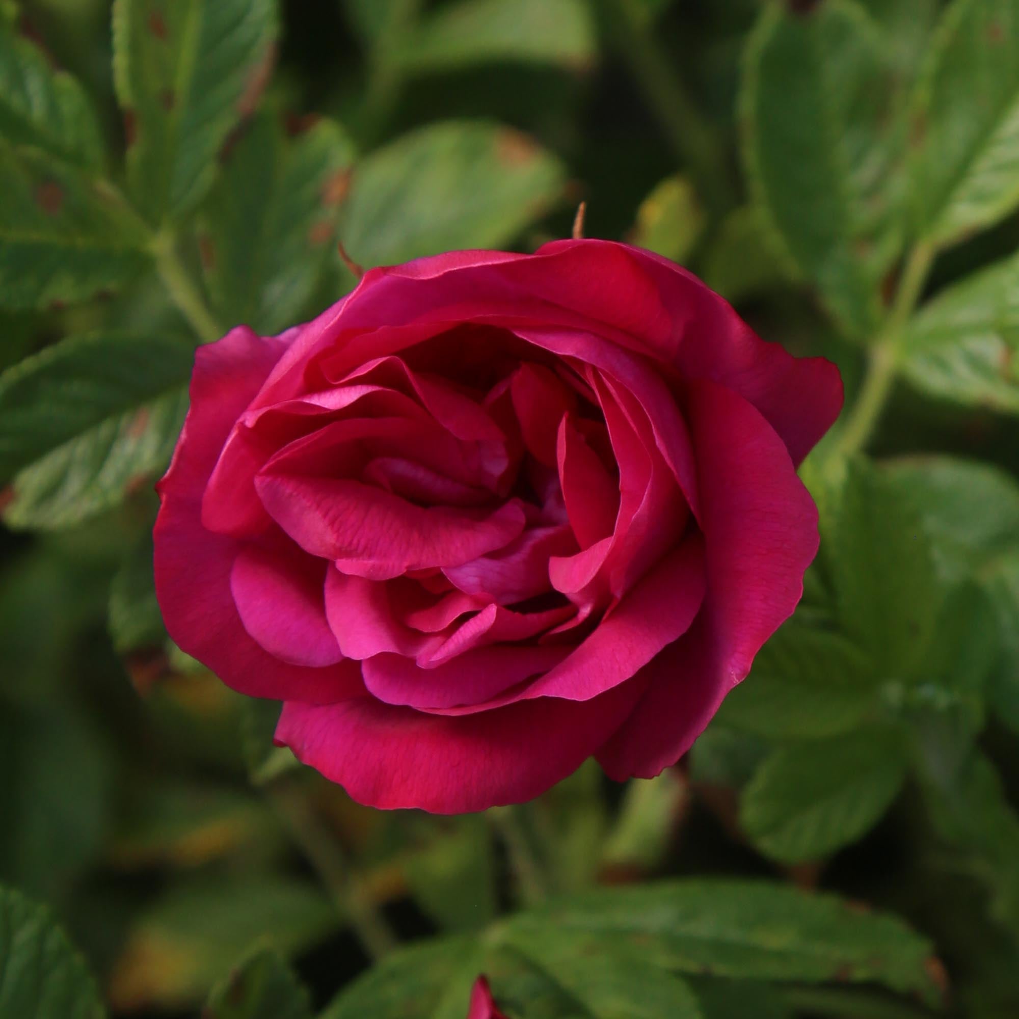 Raspberry Rugostar®