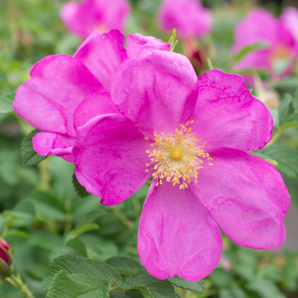Raspberry Rugostar®