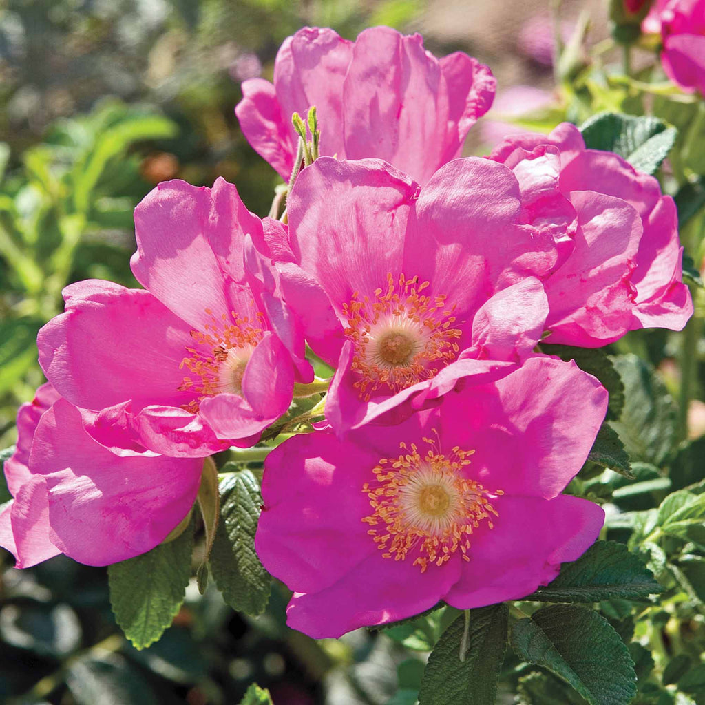 Raspberry Rugostar®