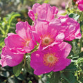 Raspberry Rugostar®