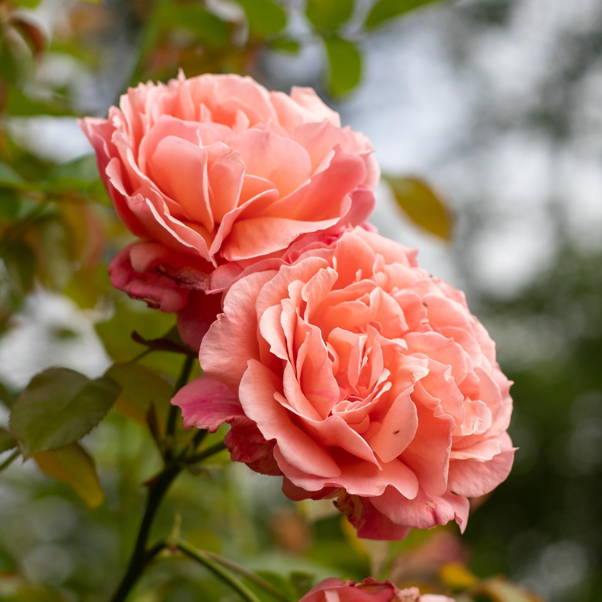 Reach for the Skies | Pink Climbing Roses Rose Bush – Heirloom