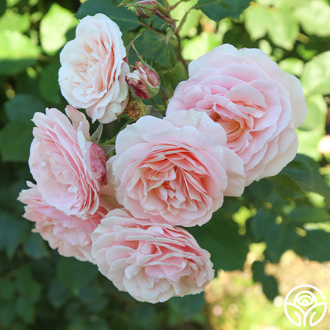 Rebecca Louise Shrub Rose | Pink Rose Plant – Heirloom Roses