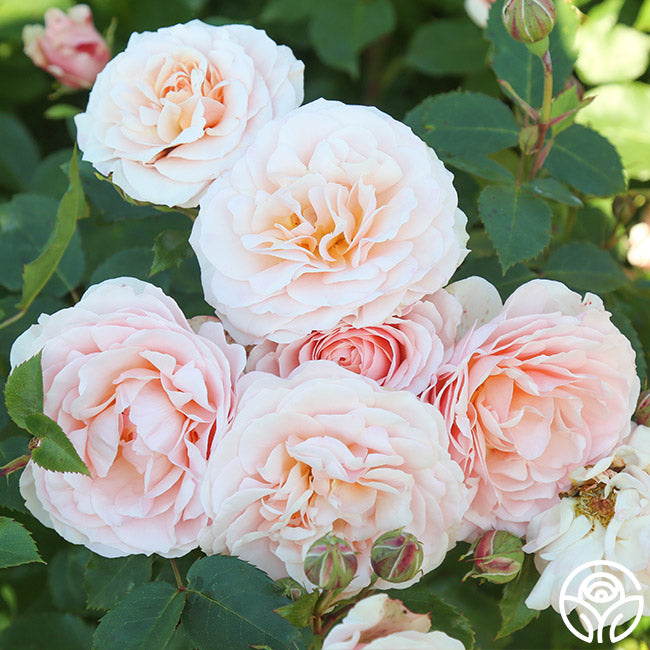Rebecca Louise Shrub Rose | Pink Rose Plant – Heirloom