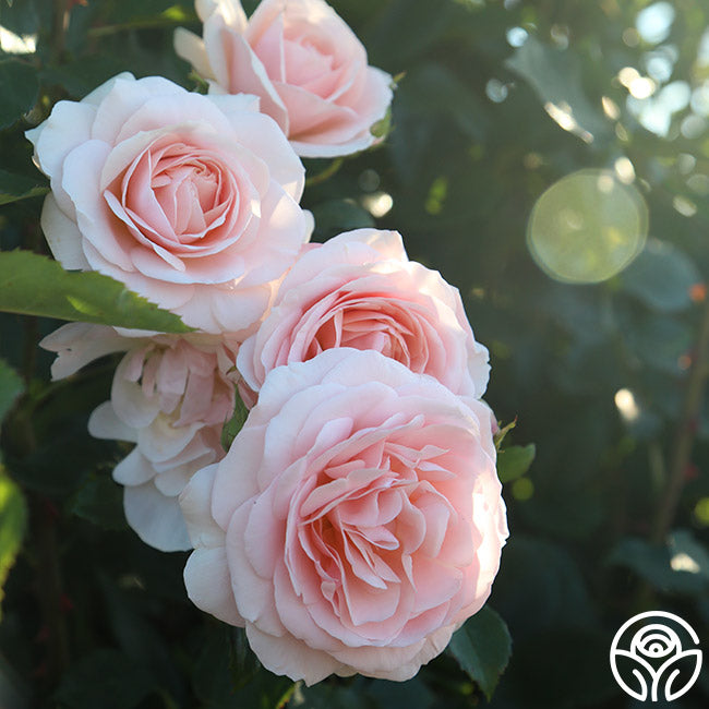 Rebecca Louise Shrub Rose | Pink Rose Plant – Heirloom Roses