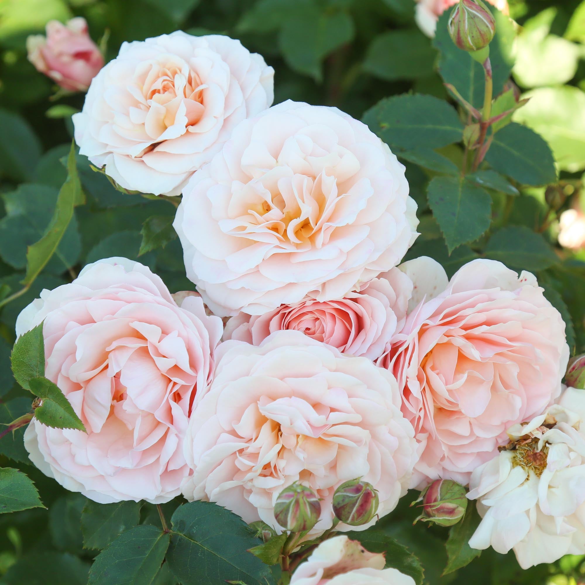 Rebecca Louise Shrub Rose | Pink Rose Plant – Heirloom