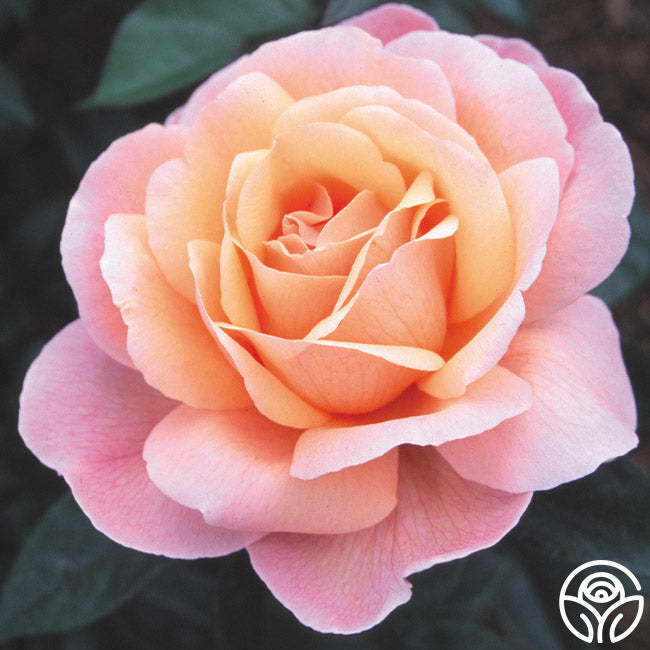 Reconciliation Hybrid Tea Rose | Fragrant Rose Bush – Heirloom Roses
