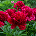 Red Charm