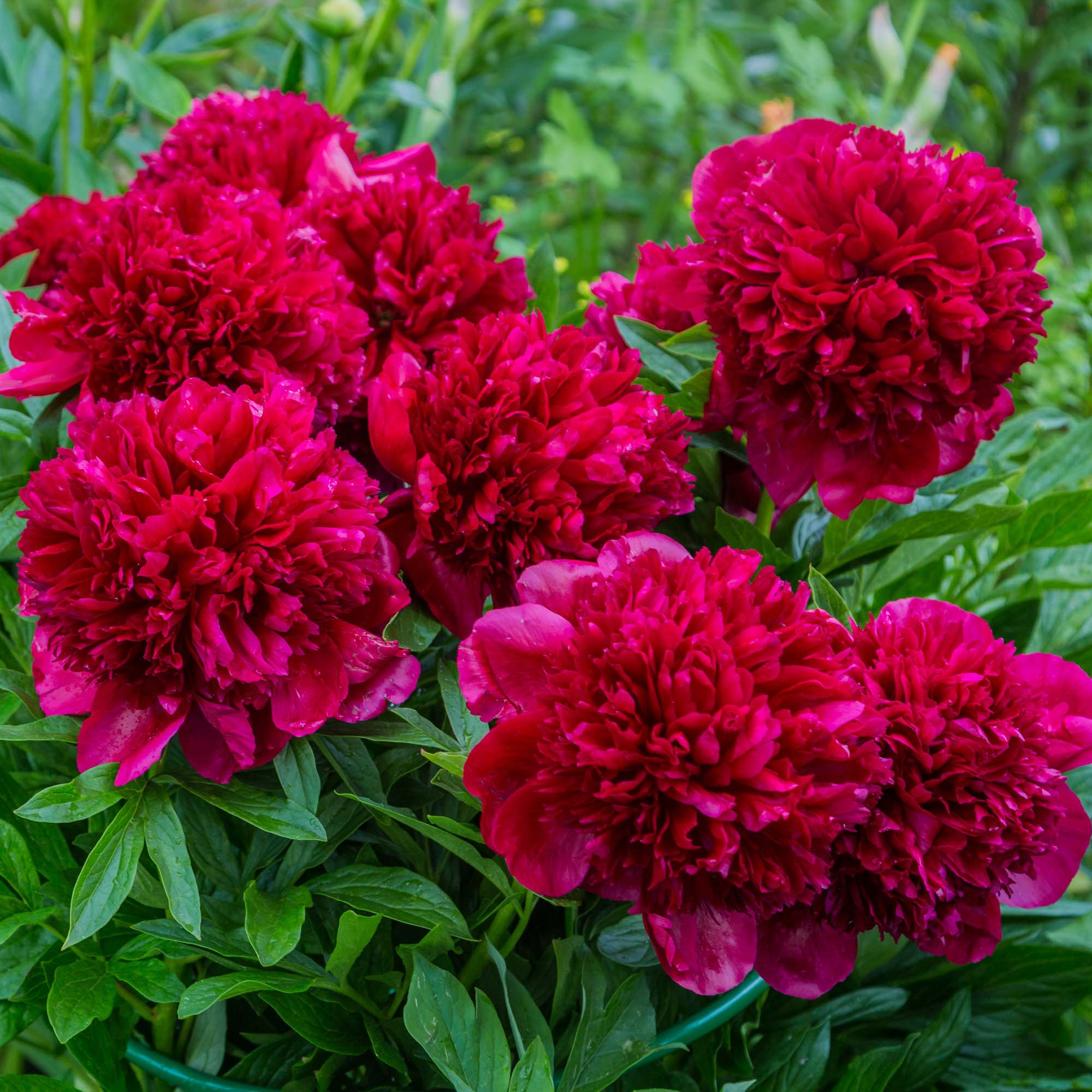 Red Charm