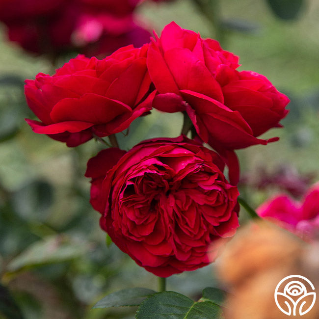 Ellen's Red Rocks Roses Red Eden Rose - Climbing Roses - Very Fragrant – Heirloom Roses