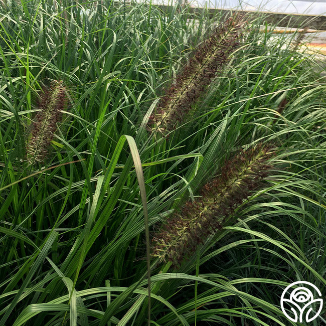 Red Head Fountain Grass