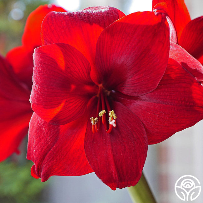 Amaryllis Bulbs