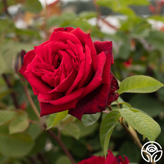 Red Masterpiece Hybrid Tea Rose | Fragrant Rose Bush – Heirloom Roses
