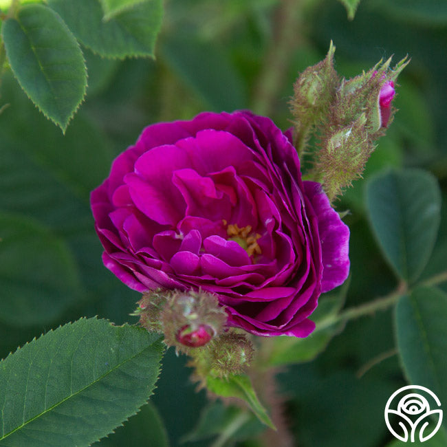 Red Moss Moss Rose | Fragrant Rose Plant – Heirloom Roses