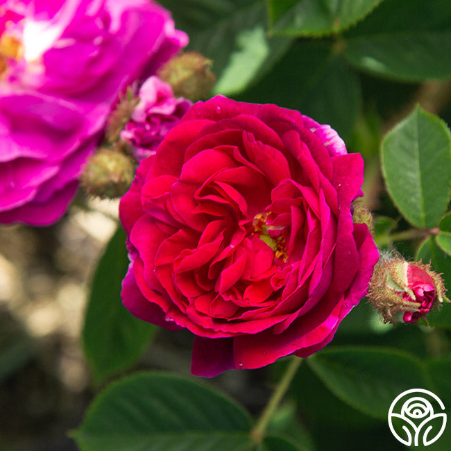 Red Moss Moss Rose | Fragrant Rose Plant – Heirloom Roses