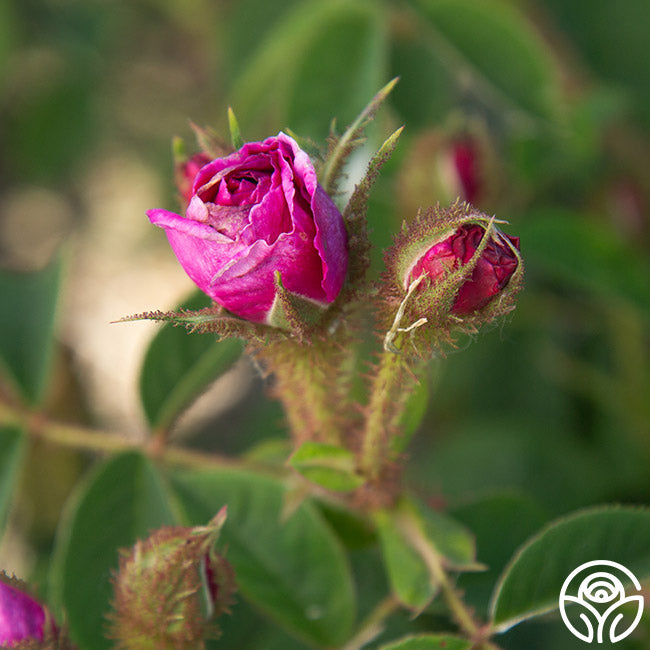 Red Moss Moss Rose | Fragrant Rose Plant – Heirloom Roses