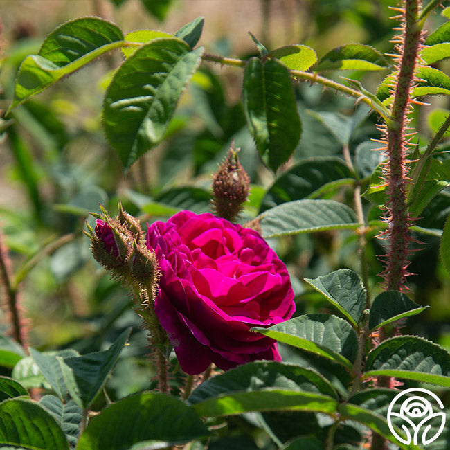 Red Moss Moss Rose | Fragrant Rose Plant – Heirloom
