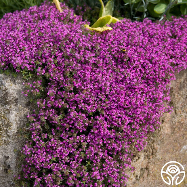 Red Creeping Thyme