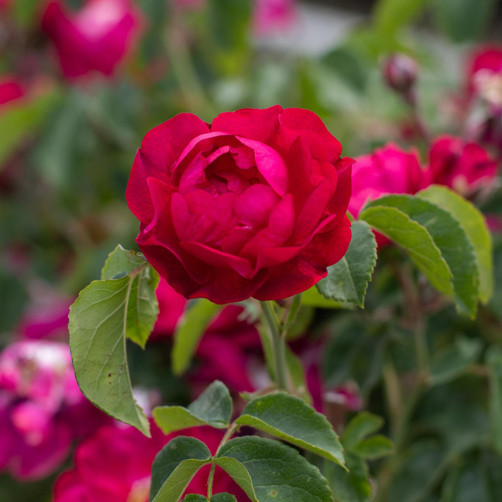 Red Blush