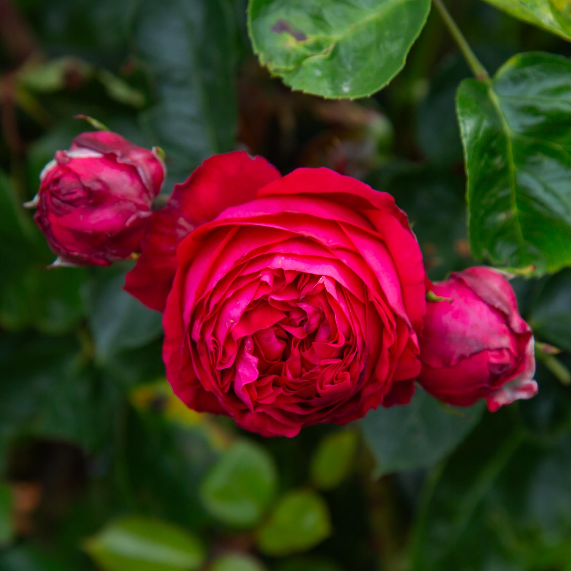 Red Eden®