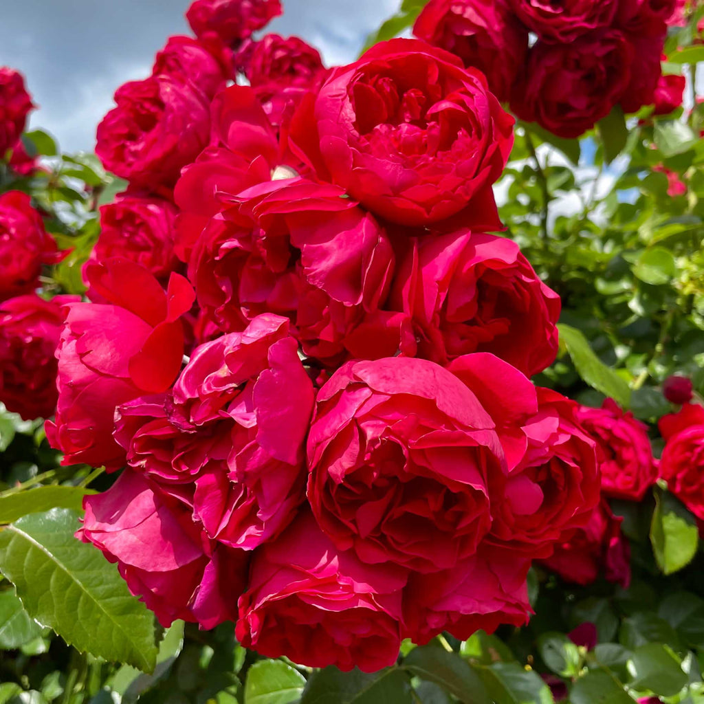 Red Eden®