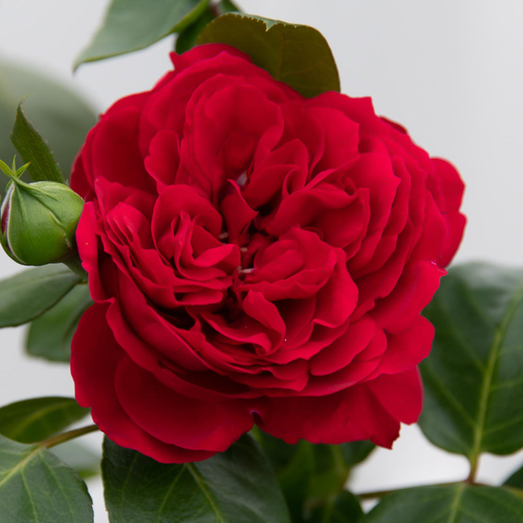 Red Eden®