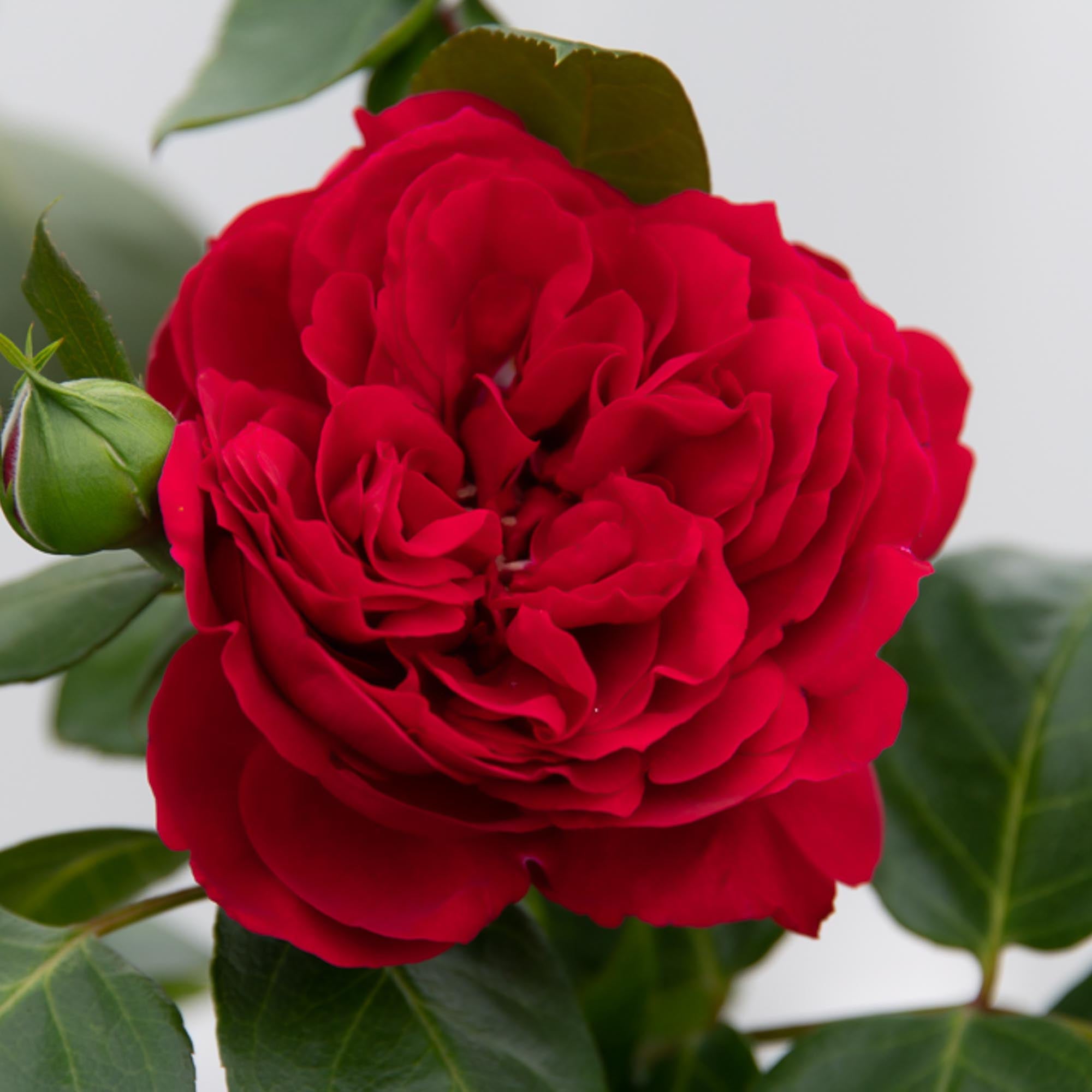 Red Eden®