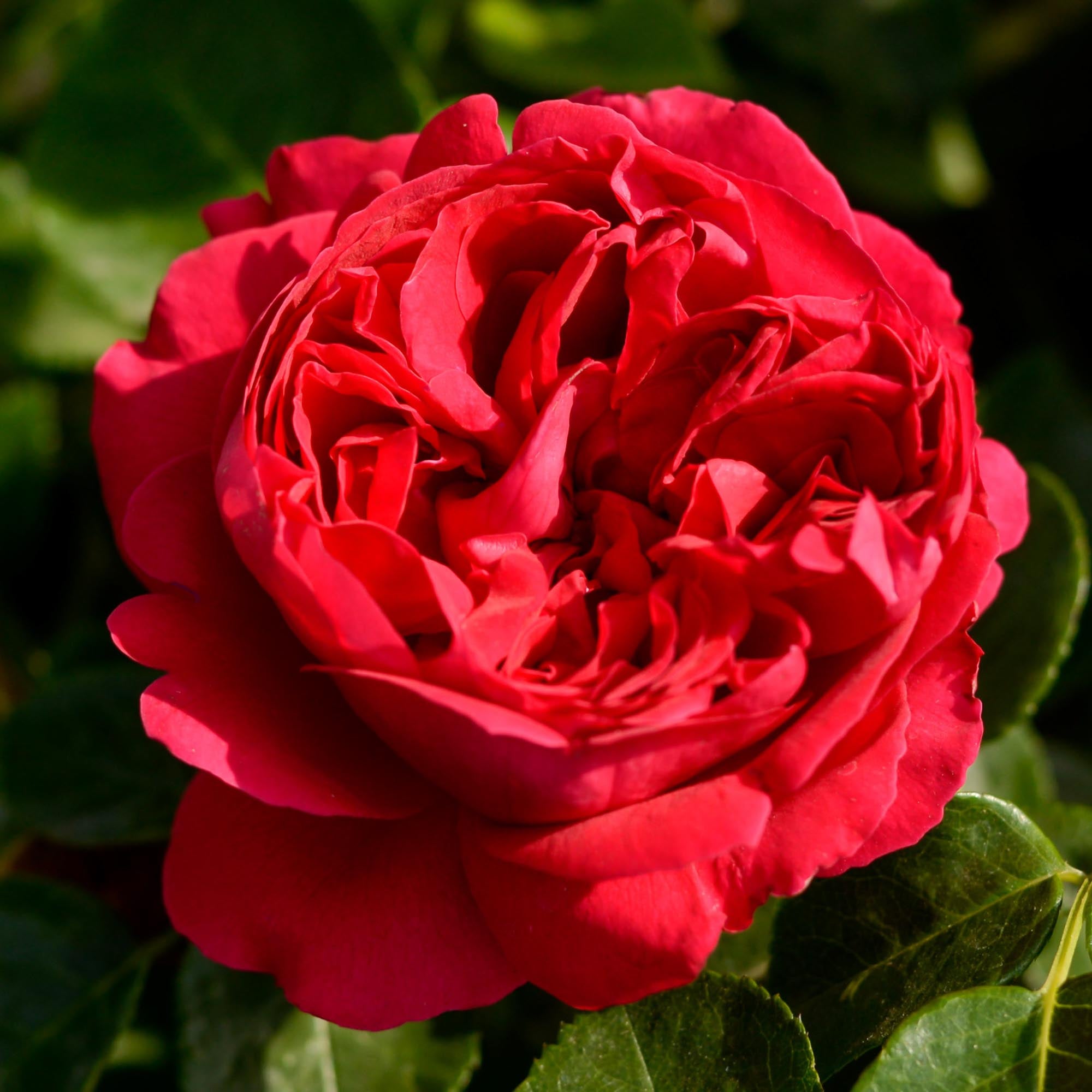 Red Eden®