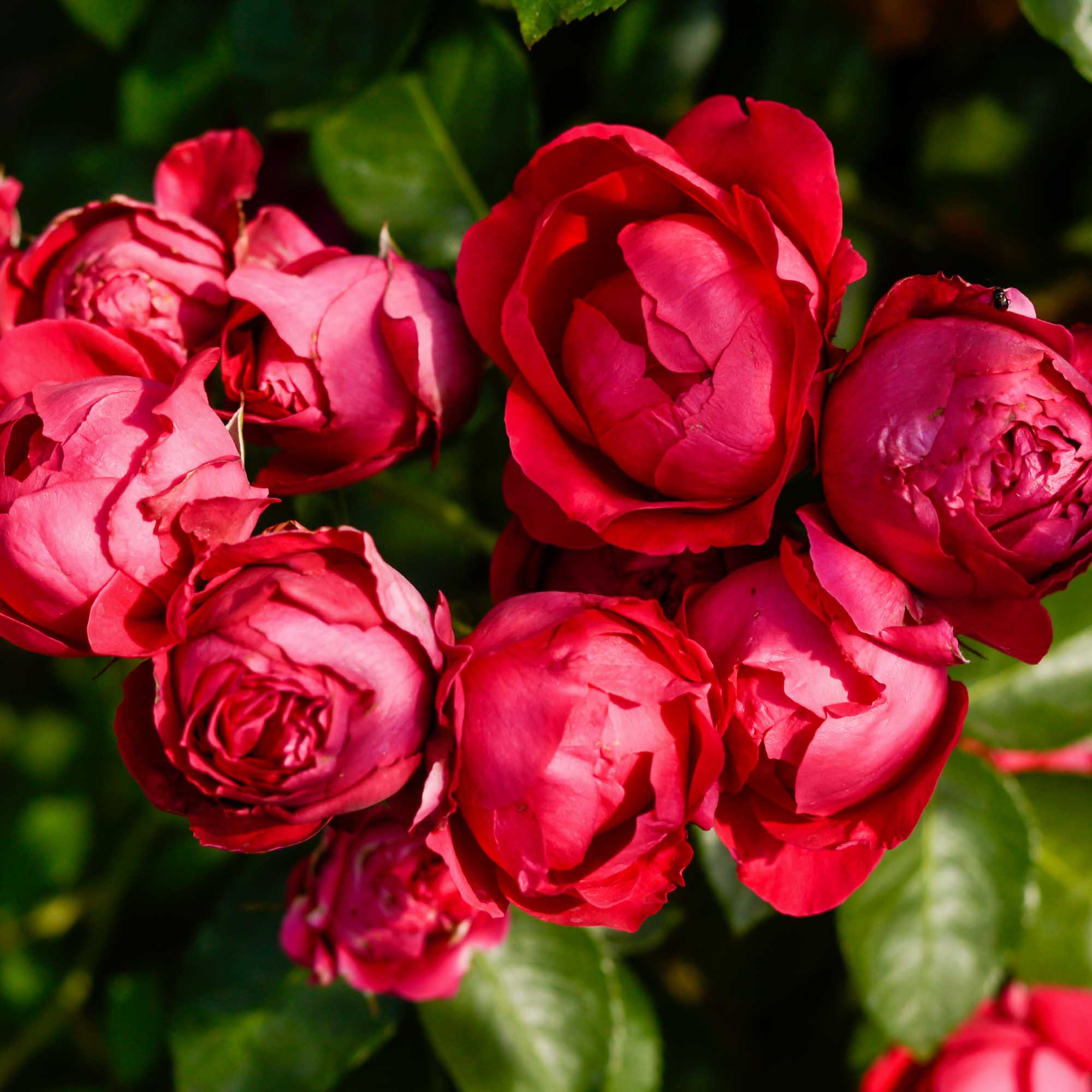 Red Eden®