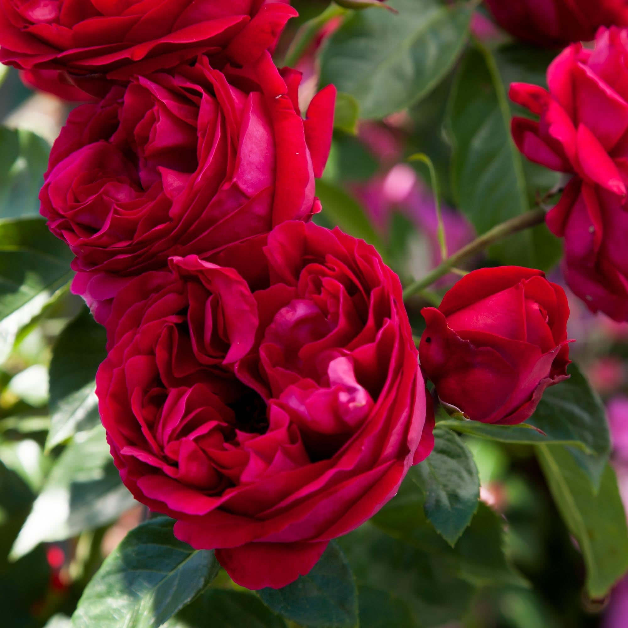Red Eden®
