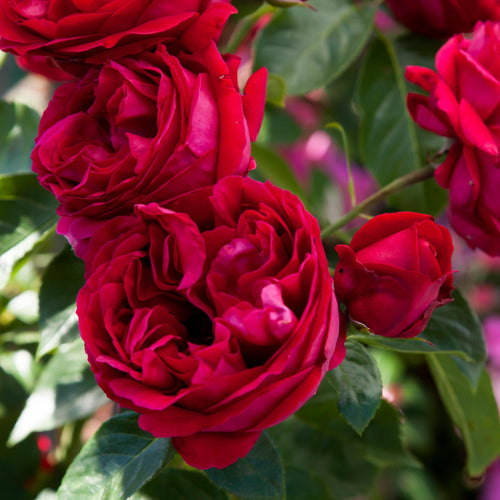 Red Eden®