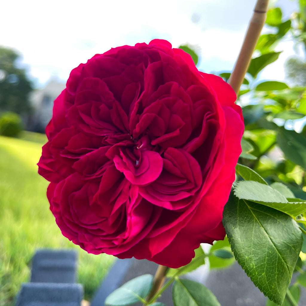 Red Eden®