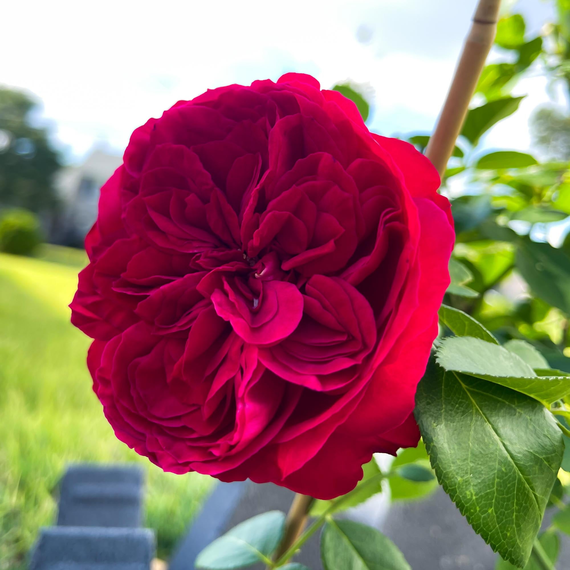 Red Eden®