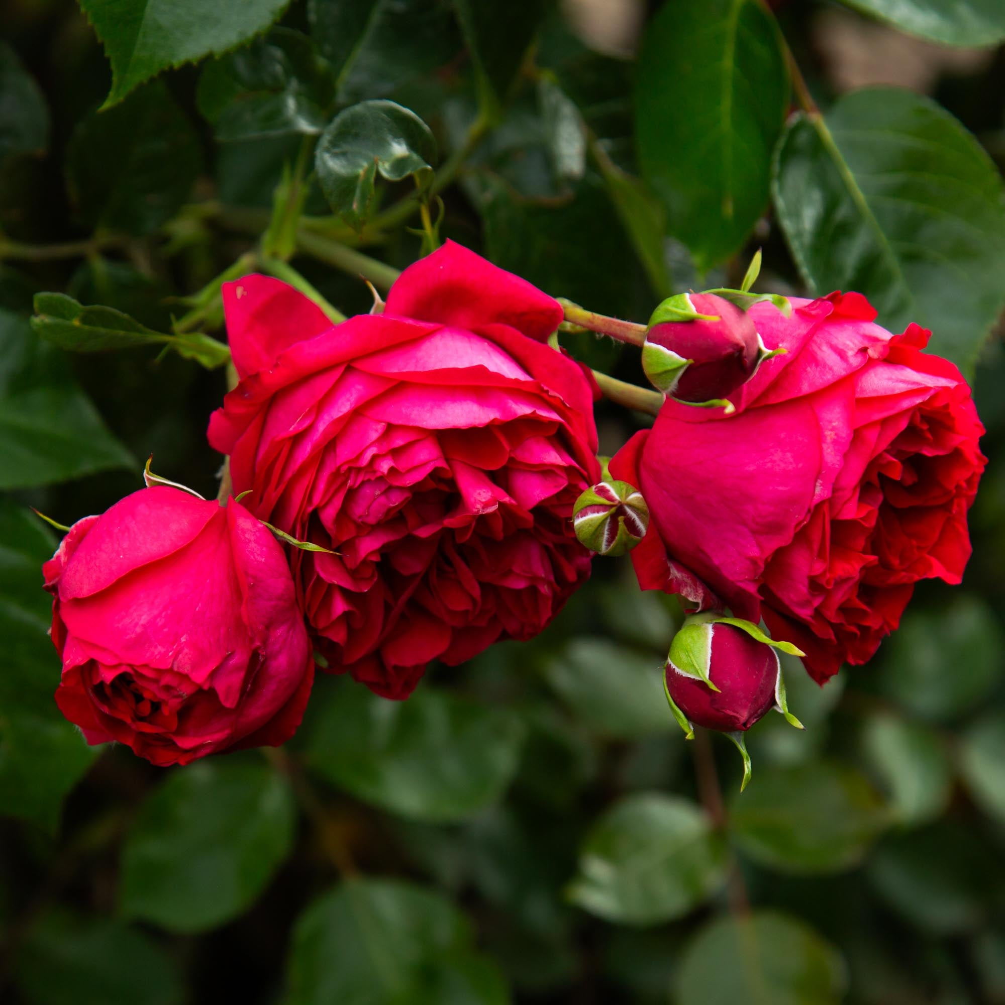 Red Eden®